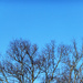 Tree/Sky by linnypinny