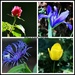 Garden flowers