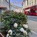 London morning  by lizgooster