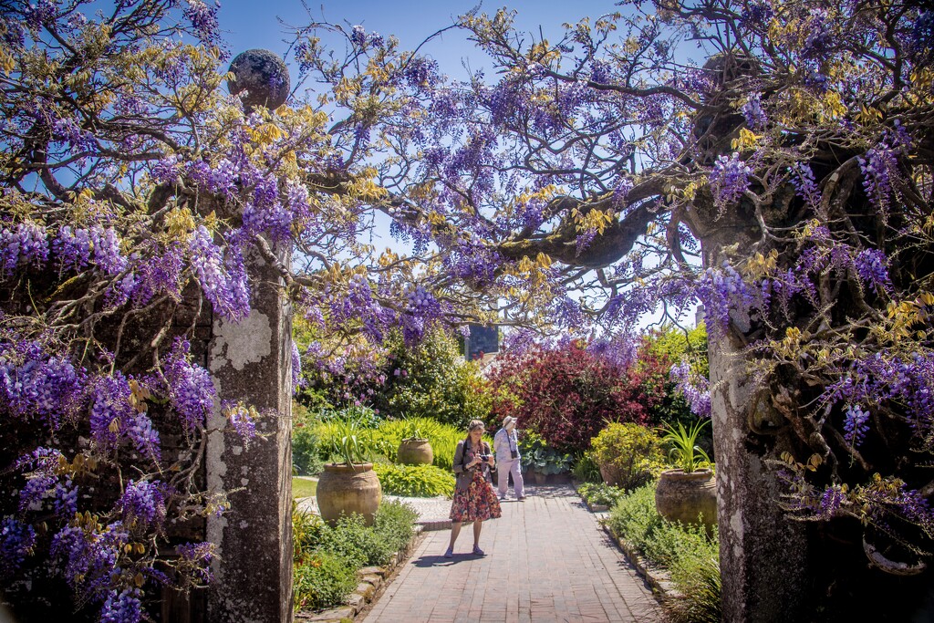 I love a bit of wisteria me....  by swillinbillyflynn