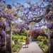 I love a bit of wisteria me.... 