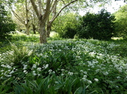 13th May 2025 - birch trees and wild garlic