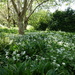 birch trees and wild garlic by quietpurplehaze21