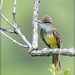 Great Crested Flycatcher