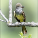 Great Crested Flycatcher