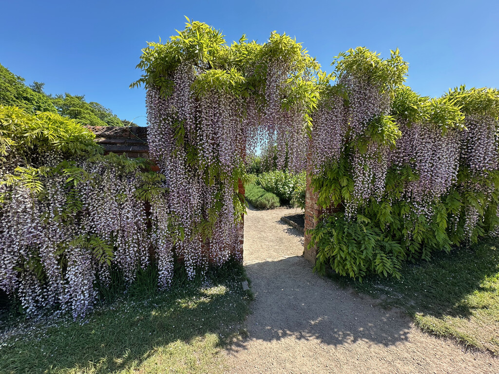 Wisteria Lane by 365projectmaxine