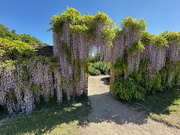 13th May 2025 - Wisteria Lane