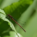 Red Damselfly 