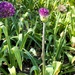 Bursting into life!
