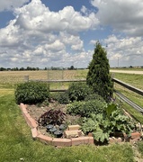 13th May 2025 - My little garden.