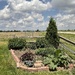 My little garden.