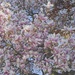So Many Blossoms  by gardencat