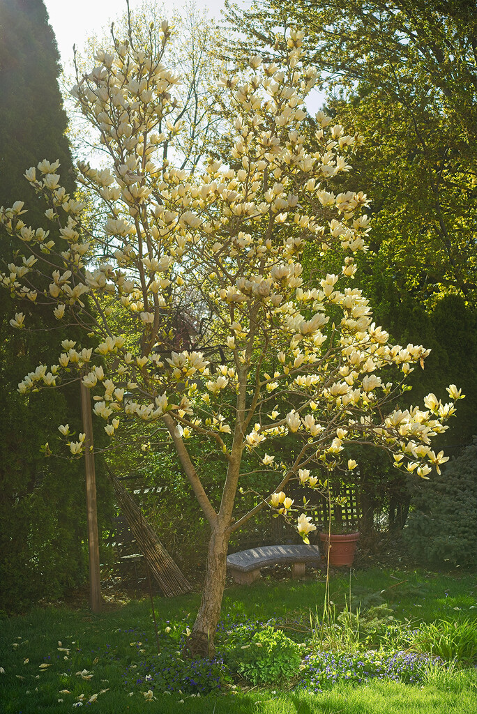 Yellow Magnolia Tree by gardencat