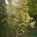 Yellow Magnolia Tree