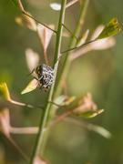 13th May 2025 - A beetle wandering on the Capsella