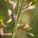 A beetle wandering on the Capsella