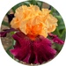 Two Color Iris