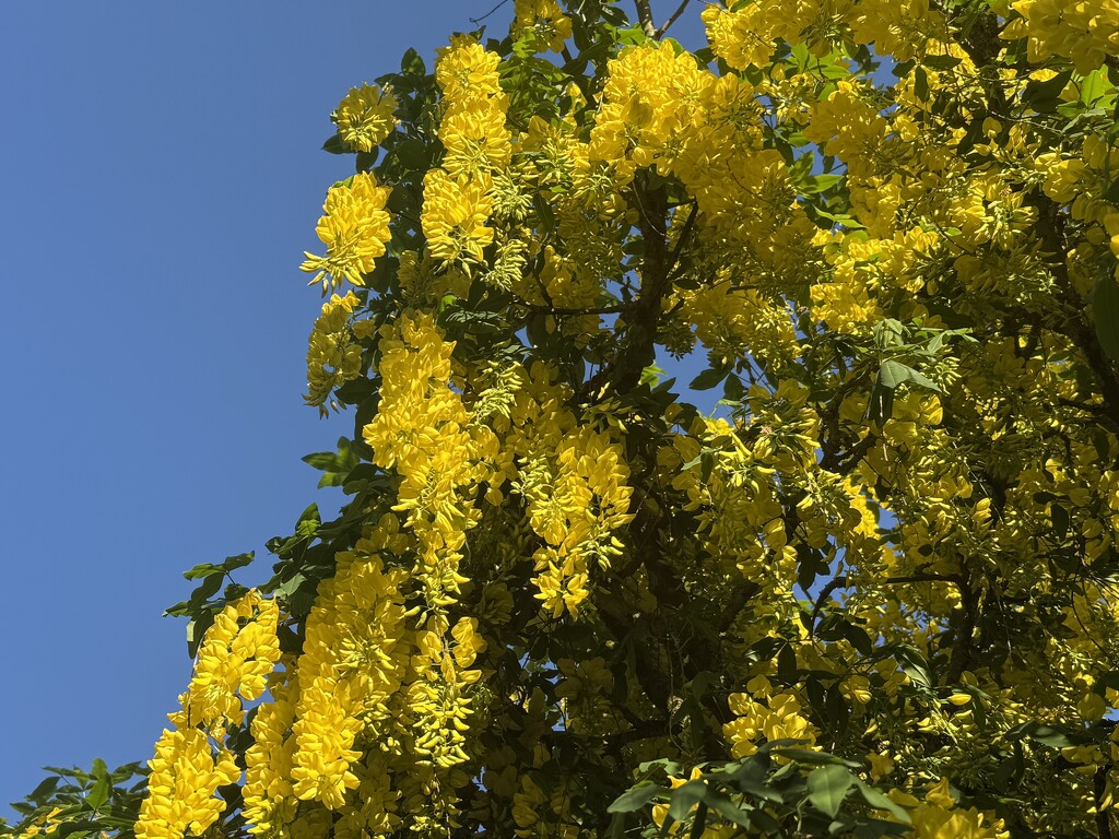 Laburnum   by phil_sandford