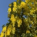 Laburnum  