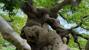 13th May 2025 - Old & Gnarled