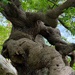Old & Gnarled by carole_sandford