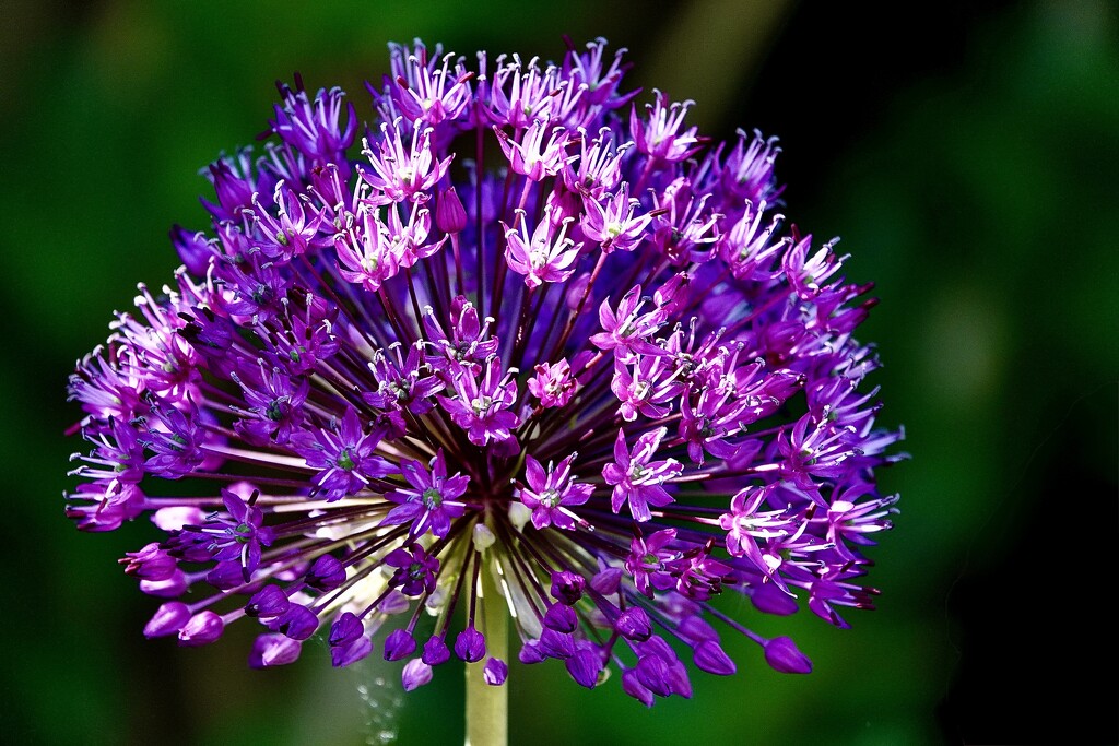 Spiky by carole_sandford