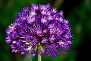 13th May 2025 - Spiky