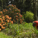 Pulling Weeds