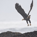 Eagle Taking Off