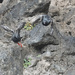Pigeon Guillemots Taking Off