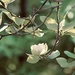 This is one of two blossoms on our Sweet Bay Magnolia