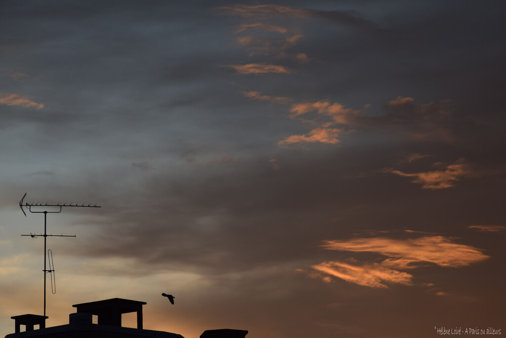 the pigeon - 3 by parisouailleurs