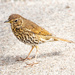 Song Thrush