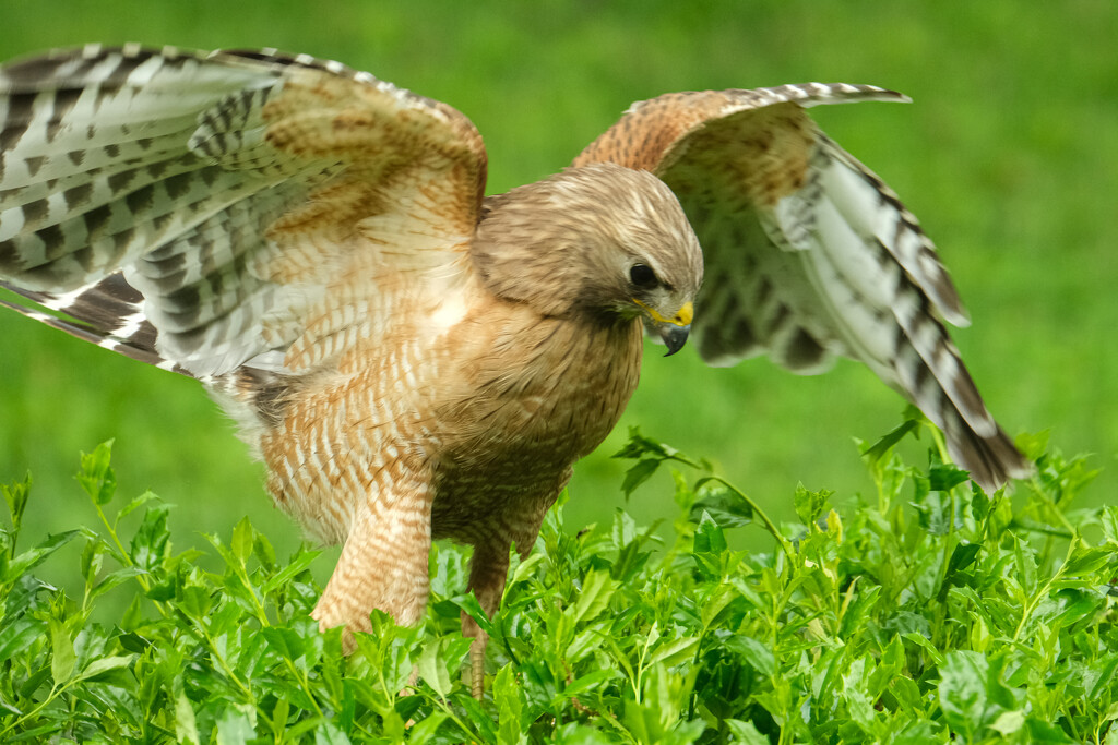 Red Shouldered Hawk by lsquared