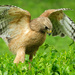Red Shouldered Hawk by lsquared