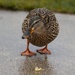 DUCK CAME BY