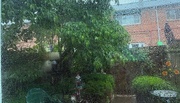 14th May 2025 - Tropical Rain Forest