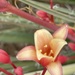 5 6 Texas red yucca