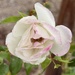 5 6 rose