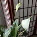 5 7 Peace Lily flowers 