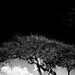 1-2-TREE