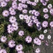 Neighbour's Garden 