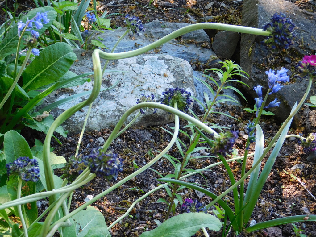 sinuous stem by anniesue