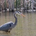Fishing For Dinner