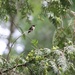 Hummingbird Sighting