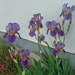 First Irises...