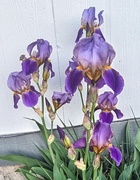 13th May 2025 - First Irises #2