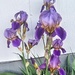 First Irises #2