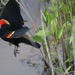 Red-winged blackbird in flight