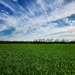 Green & Blue
